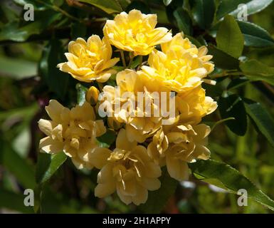 Banksia rose, Rosa banksiae, an evergreen climbing rose, Melbourne, Australia Stock Photo