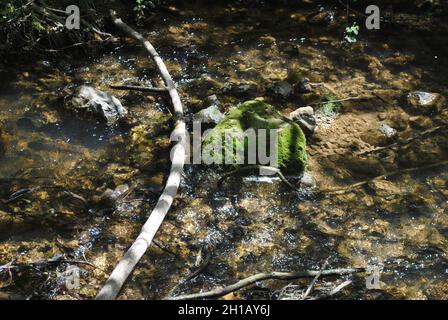 Brooks bank in north Israel. Ayun Stream Nature Reserve Stock Photo