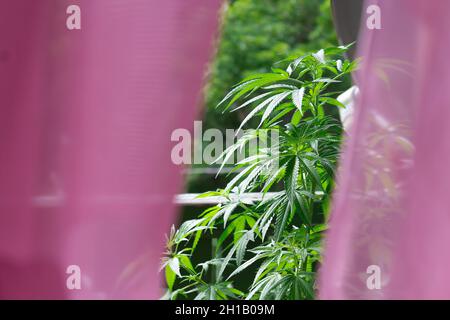 Cannabis marihuana plant on balcony. Illegal plant.  Stock Photo