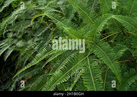 Common ferns Dicranopteris linearis, found on most roadside in Malaysia. Selective focus points. Stock Photo