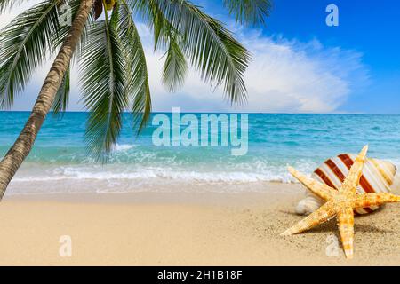 Starfish and conch on a beach sand,summer holiday background. Stock Photo