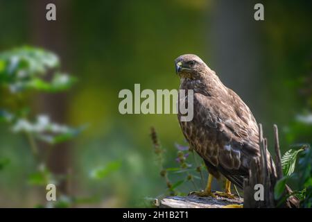 Common buzzard sitting on hemp. Danger animal in nature habitat. Wildlife scene Stock Photo