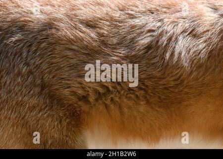 Close up real red fox fur texture Stock Photo