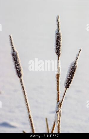 Frosty bulrush in winter Stock Photo