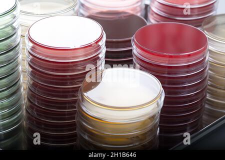Red and brown petri dishes stacks in microbiology lab. Focus on stacks. Stock Photo