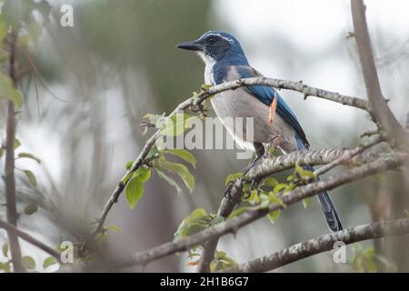 California scrub jay (Aphelocoma californica) in Anthony Chabot Regional Park in the East bay region of California Stock Photo