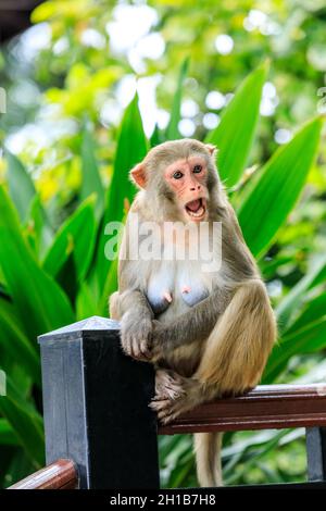 An angry monkey is in the park. Stock Photo