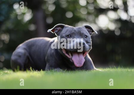 Happy Blue Staffy Lies Down in the Green Garden. Cute English Staffordshire Bull Terrier with Tongue Out on Grass. Stock Photo