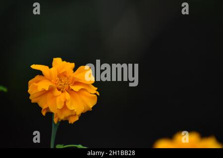 Close up photo of Aztec marigold with dark background. Tagetes erecta. Stock Photo