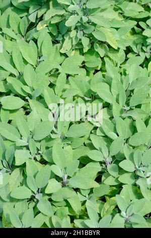 Salvia officinalis, common sage or sage, widely used as a herb for flavouring meat dishes Stock Photo