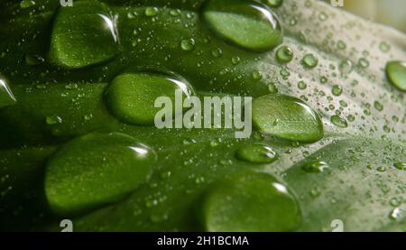 macro photo of green flower with water drops nature background Stock Photo
