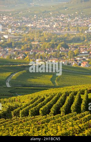 FRANCE, MARNE (51) COTEAUX CHAMPENNOIS PREMIER CRU VINEYARDS Stock Photo