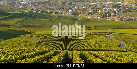 FRANCE, MARNE (51) COTEAUX CHAMPENNOIS PREMIER CRU VINEYARDS Stock Photo