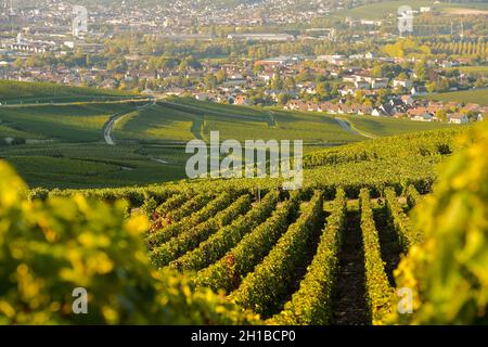 FRANCE, MARNE (51) COTEAUX CHAMPENNOIS PREMIER CRU VINEYARDS Stock Photo