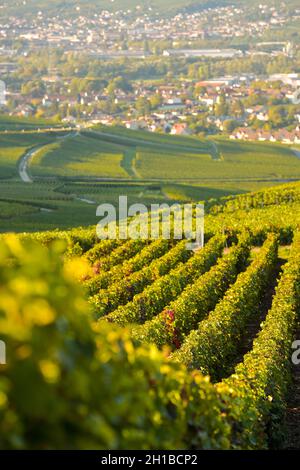 FRANCE, MARNE (51) COTEAUX CHAMPENNOIS PREMIER CRU VINEYARDS Stock Photo