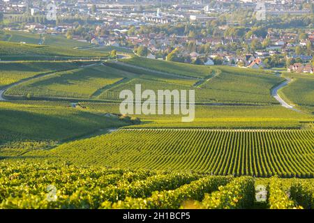 FRANCE, MARNE (51) COTEAUX CHAMPENNOIS PREMIER CRU VINEYARDS Stock Photo