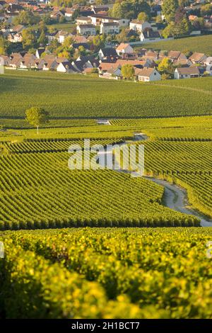 FRANCE, MARNE (51) COTEAUX CHAMPENNOIS PREMIER CRU VINEYARDS Stock Photo