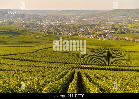 FRANCE, MARNE (51) COTEAUX CHAMPENNOIS PREMIER CRU VINEYARDS Stock Photo