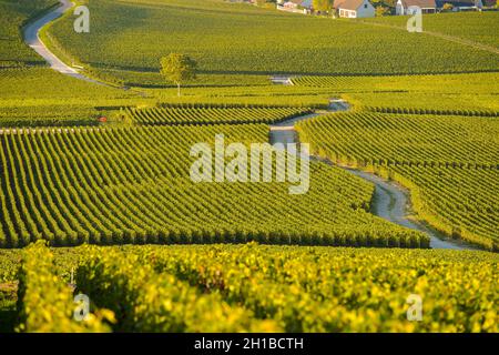 FRANCE, MARNE (51) COTEAUX CHAMPENNOIS PREMIER CRU VINEYARDS Stock Photo