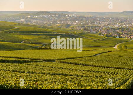 FRANCE, MARNE (51) COTEAUX CHAMPENNOIS PREMIER CRU Stock Photo