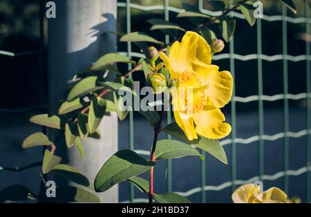 Close Up Of Yellow Flower Shines In Autumn Sun. HYPERICUM HIDCOTE Stock Photo