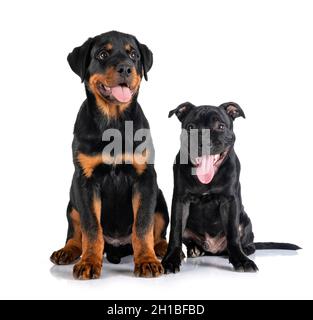 Rottweiler hot sale terrier puppies