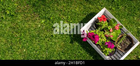Flower seedlings in a pot in a white wooden crate are ready to be planted. Stock Photo