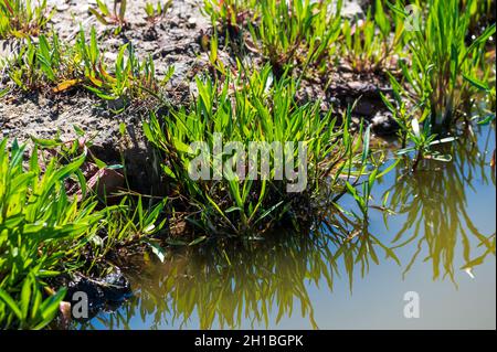 Botanical collection, edible sea aster plant, in summer, Tripolium pannonicum, growing on salt marshes Stock Photo