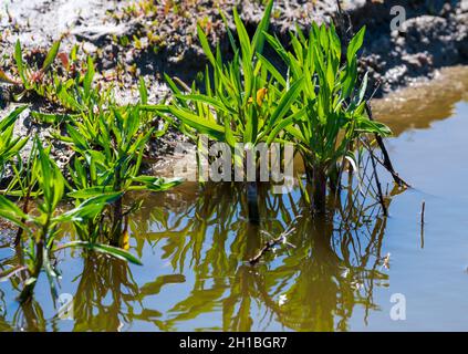 Botanical collection, edible sea aster plant, in summer, Tripolium pannonicum, growing on salt marshes Stock Photo