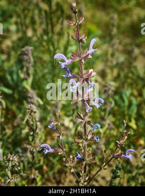 Salvia daghestanica, largest genus of plants in the sage family Lamiaceae Stock Photo