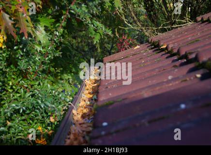 Cleaning the roof from fallen leaves. Home maintenance. A clean gutter in the autumn season. Stock Photo