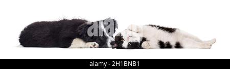 Crossbreed dog and cat, lying together, isolated on white Stock Photo