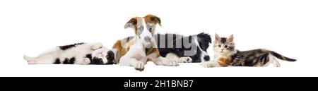 Crossbreed dog and cat, lying together, isolated on white Stock Photo