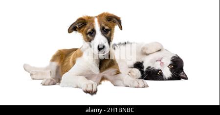 Crossbreed dog and cat, lying together, isolated on white Stock Photo