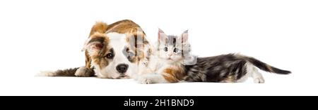 Crossbreed dog and cat, lying together, isolated on white Stock Photo