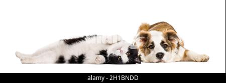 Crossbreed dog and cat, lying together, isolated on white Stock Photo