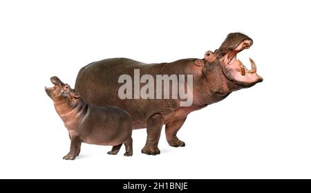 Hippo calf and its mother isolated, Hippopotamus amphibius Stock Photo