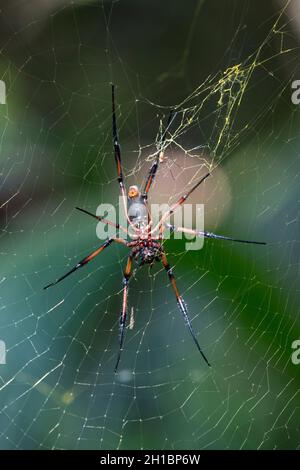 Palm Spider; Nephila inaurata; Seychelles Stock Photo