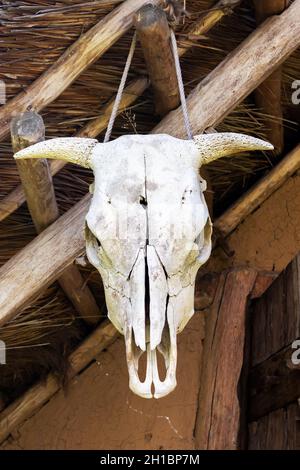 animal skull - a cow skull with horns, hanging on a wooden beam, close-up and front view Stock Photo