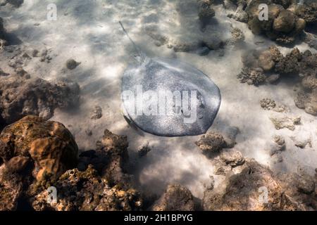 Porcupine ray; Urogymnus asperrimus; Maldives Stock Photo