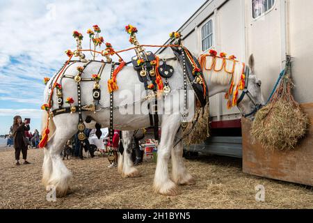 Grey shire horse in decorated harness at a heavy horse event, The Great All England Ploughing Match held in Droxford, Hampshire, UK. October 2021. Stock Photo