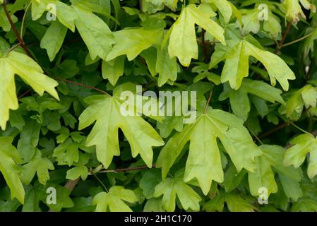 Young delicate green, deeply lobed leaves of field maple (Acer campestre) in a hedgerow in spring, Berkshire, May Stock Photo