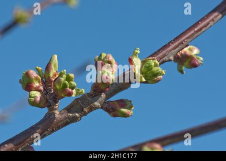 Sweet edible cherry (Prus avium) and edible cultivar with buds developing on leafless branches in early spring, Berkshire, March Stock Photo