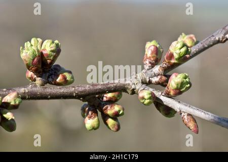 Sweet edible cherry (Prus avium) and edible cultivar with buds developing on leafless branches in early spring, Berkshire, March Stock Photo