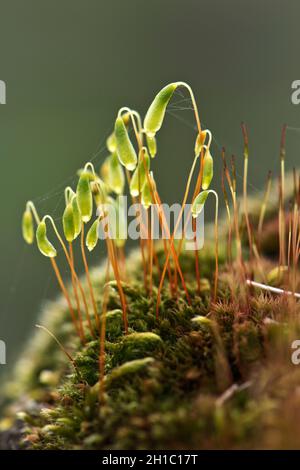 Capillary thread-moss (Bryum capillare) drooping capsules borne on seta and sporophytes from a tuft of leaves, Berkshire, March Stock Photo