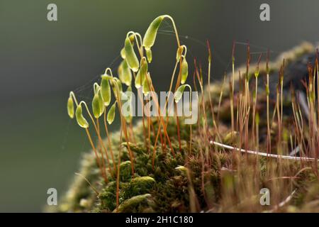 Capillary thread-moss (Bryum capillare) drooping capsules borne on seta and sporophytes from a tuft of leaves, Berkshire, March Stock Photo