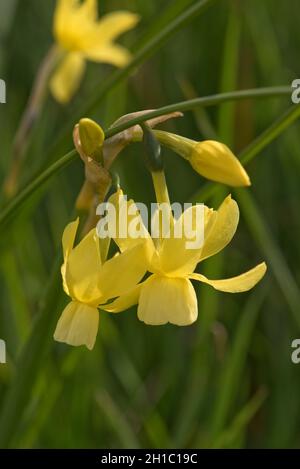Pale yellow pendulous nodding flowers on a single stem of a miniature daffodil  Narcissus 'Hawera' open and in bud, Berkshire, April Stock Photo
