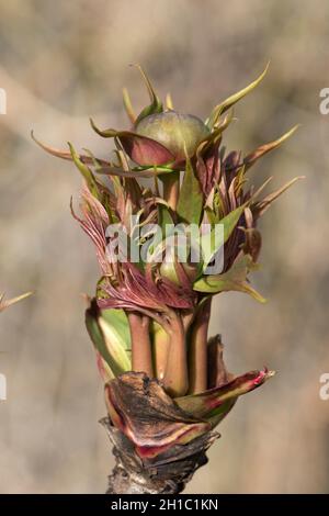 Leaves and flower buds emerging from the woody upright stem of a Ludlow's tree peony (Paeonia ludlowii), Berkshire, March Stock Photo