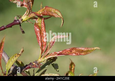 Peach leaf curl (Taphrina deformans) reddening and curling symptoms evident on newly developing leaves, Berksdhire, May Stock Photo