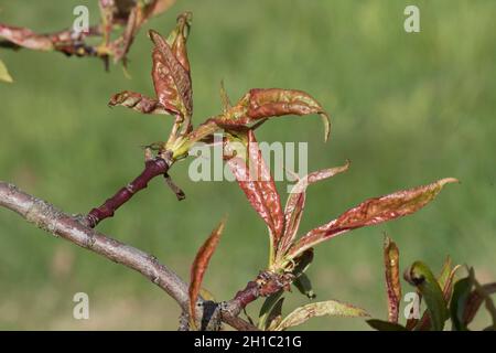 Peach leaf curl (Taphrina deformans) reddening and curling symptoms evident on newly developing leaves, Berksdhire, May Stock Photo